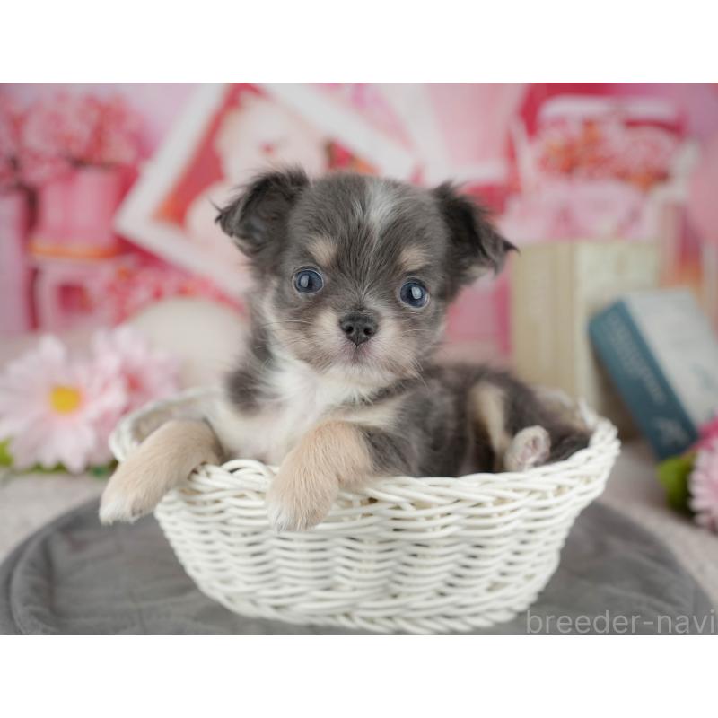 販売中の千葉県のチワワ(ロングコート)-446661の3枚目