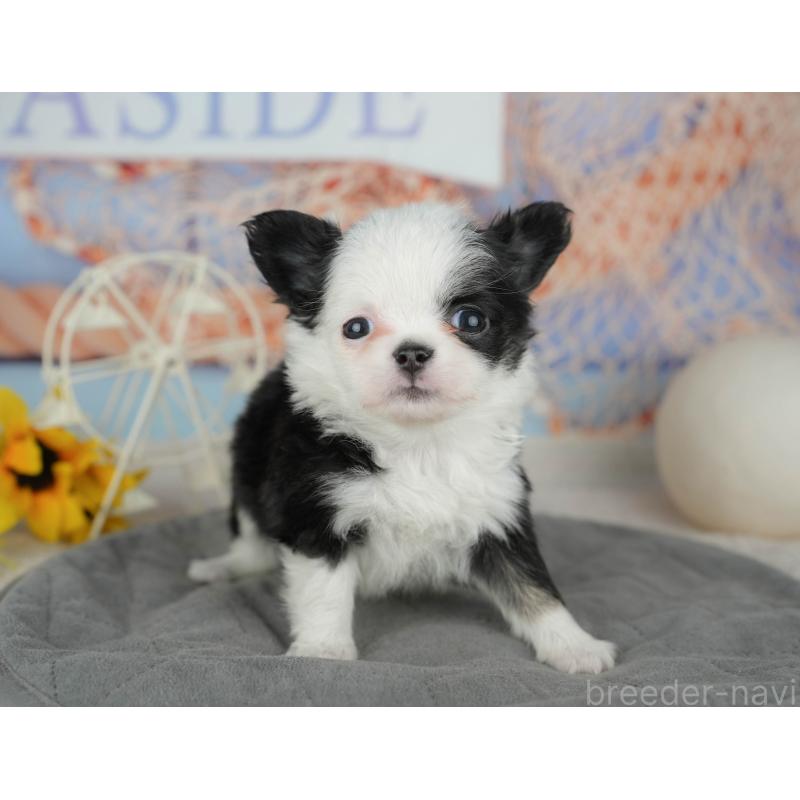 販売中の千葉県のチワワ(ロングコート)-446655