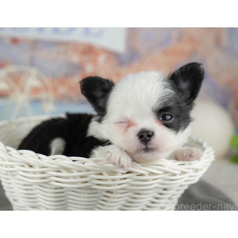 販売中の千葉県のチワワ(ロングコート)-446655の11枚目