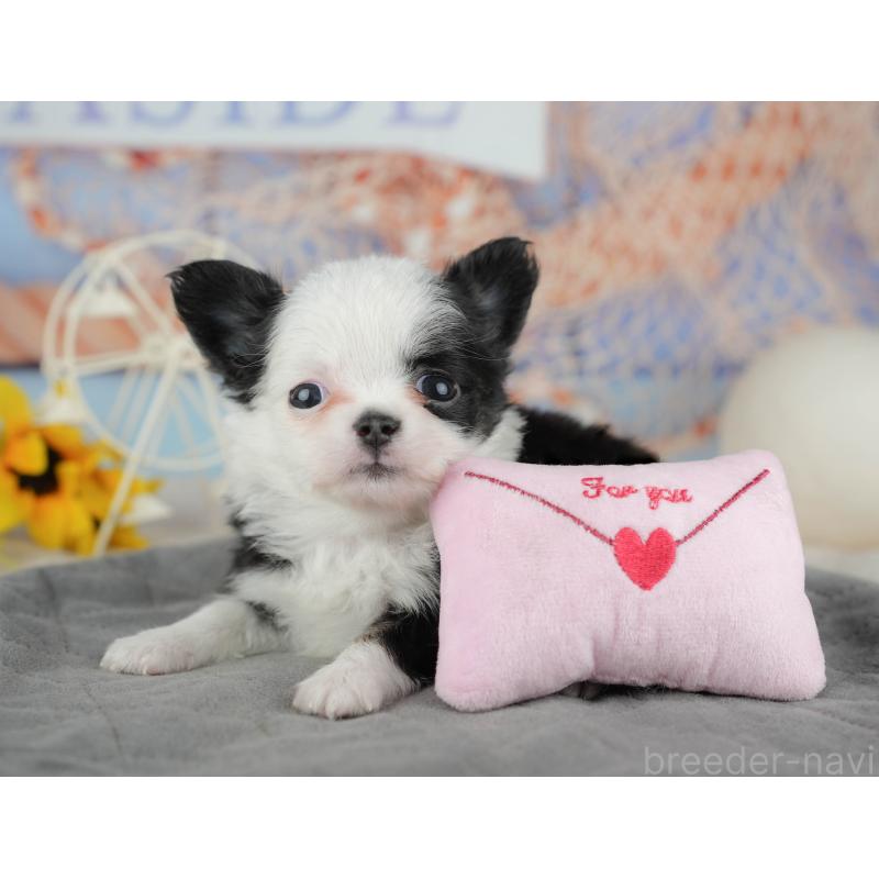 販売中の千葉県のチワワ(ロングコート)-446655の9枚目