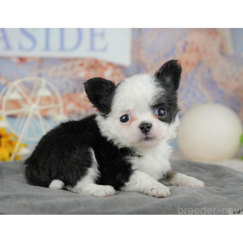 販売中の千葉県のチワワ(ロングコート)-446655の7枚目