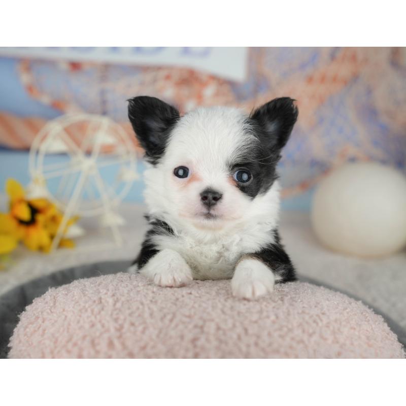 販売中の千葉県のチワワ(ロングコート)-446655の5枚目