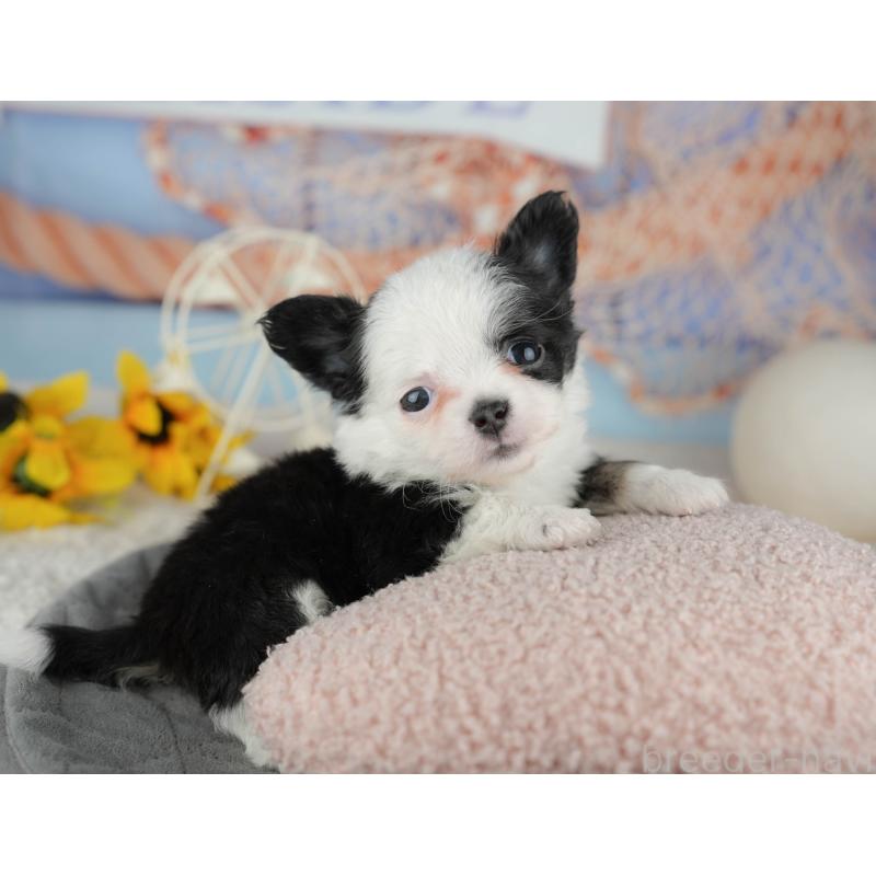 販売中の千葉県のチワワ(ロングコート)-446655の4枚目