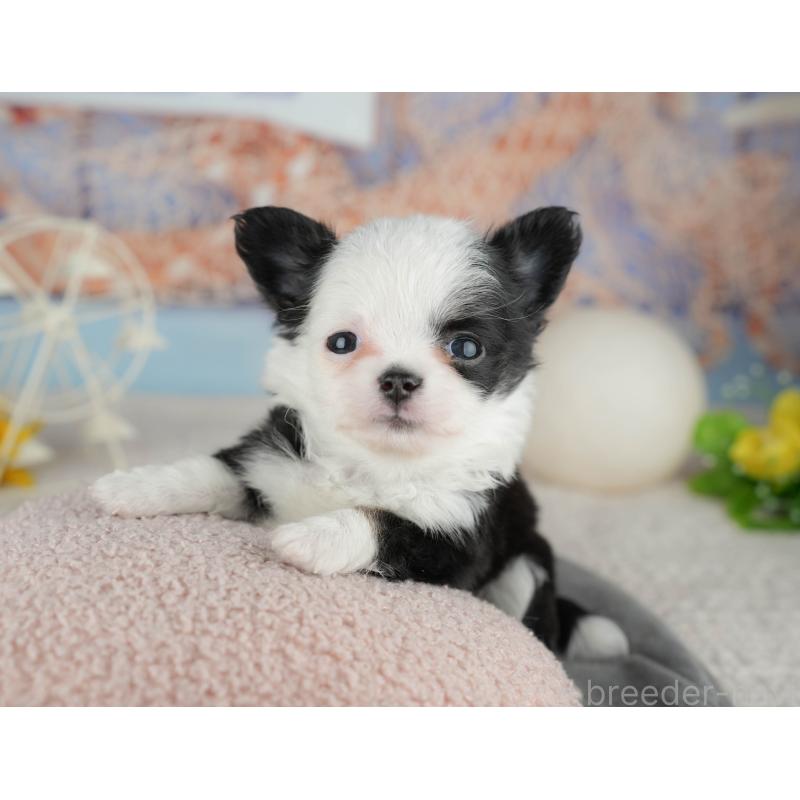 販売中の千葉県のチワワ(ロングコート)-446655の3枚目