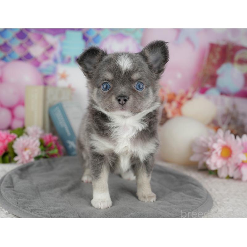 販売中の千葉県のチワワ(ロングコート)-446631