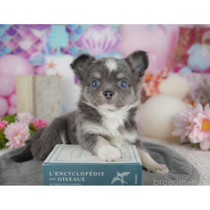 販売中の千葉県のチワワ(ロングコート)-446631の11枚目