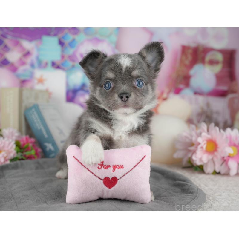 販売中の千葉県のチワワ(ロングコート)-446631の10枚目