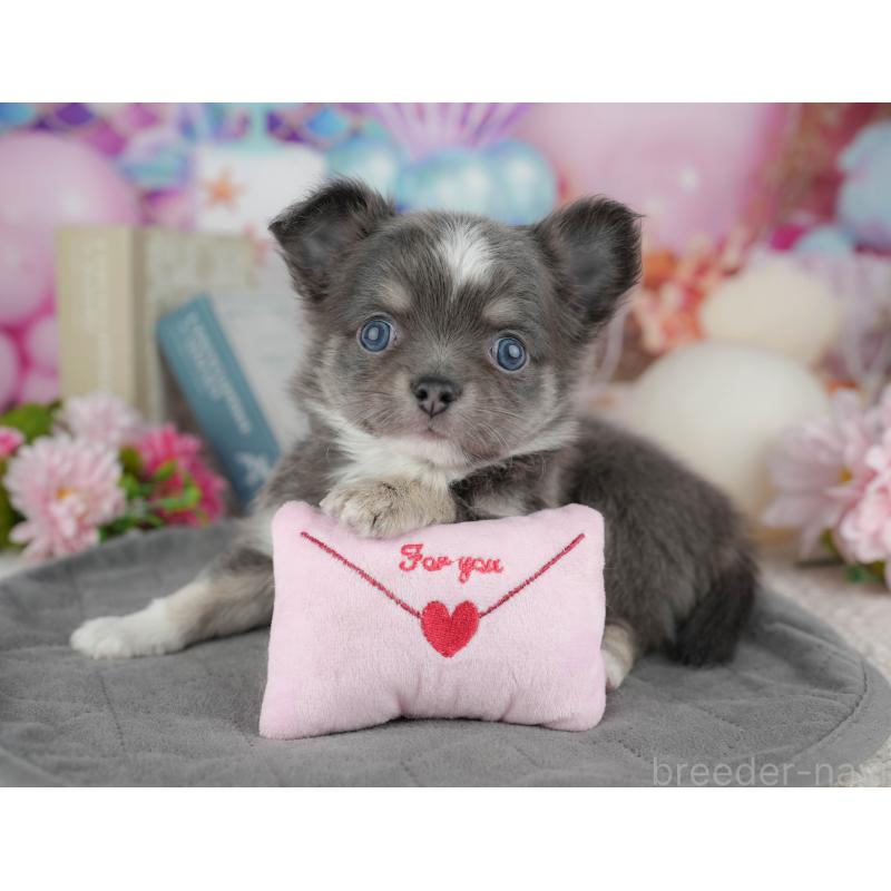 販売中の千葉県のチワワ(ロングコート)-446631の9枚目