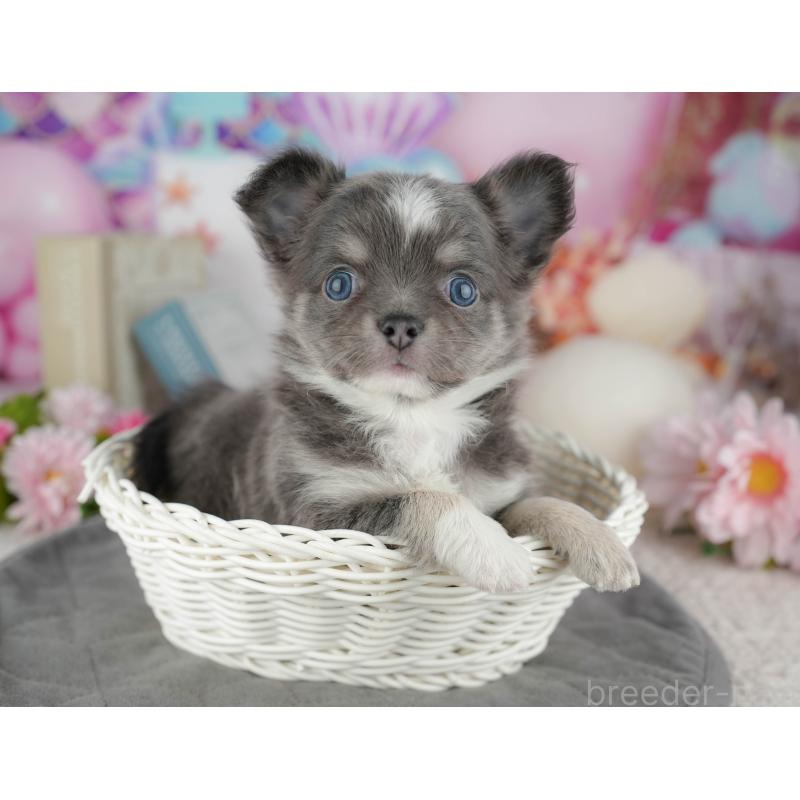 販売中の千葉県のチワワ(ロングコート)-446631の7枚目