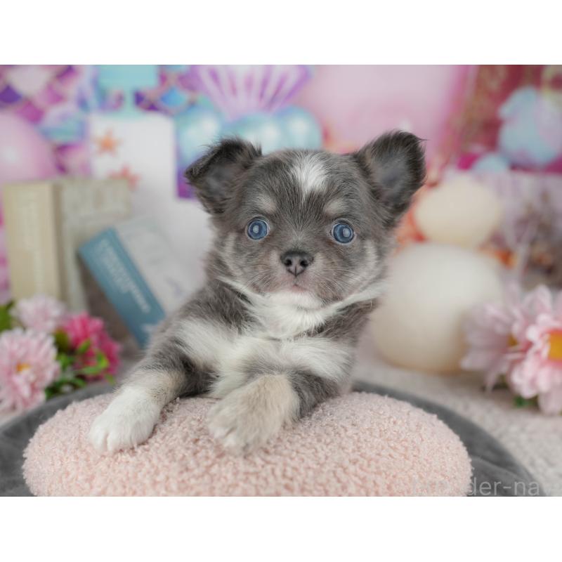 販売中の千葉県のチワワ(ロングコート)-446631の6枚目