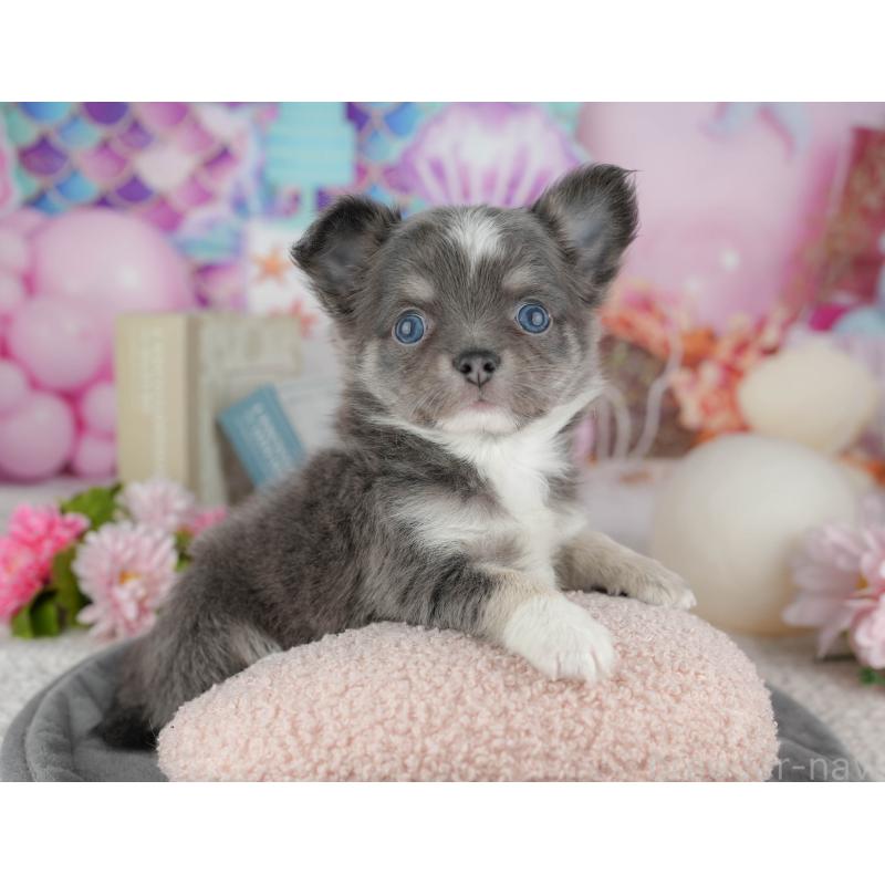 販売中の千葉県のチワワ(ロングコート)-446631の5枚目