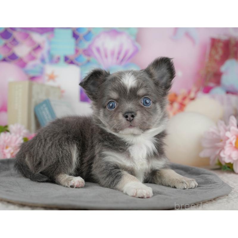 販売中の千葉県のチワワ(ロングコート)-446631の3枚目