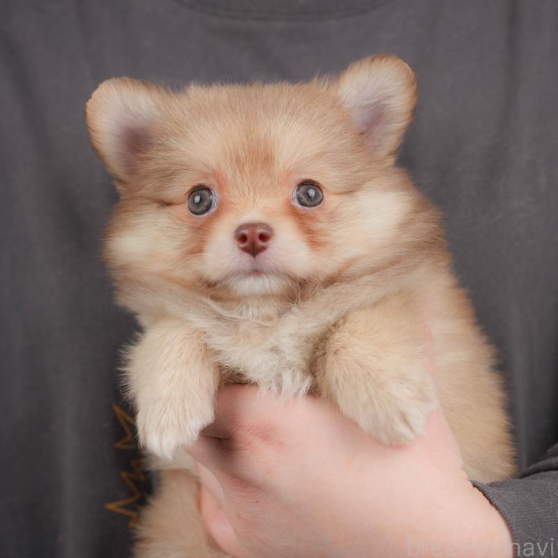 販売中の群馬県のポメチワ:ポメラニアン×チワワ-446332の1枚目