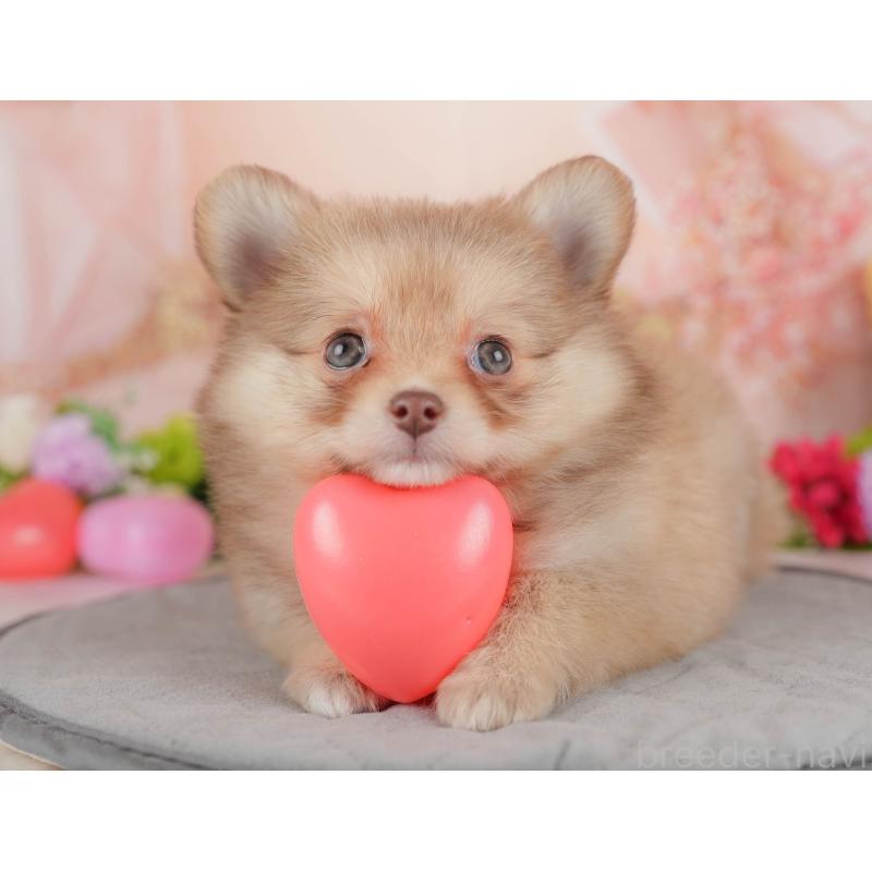 販売中の群馬県のポメチワ:ポメラニアン×チワワ-446332の9枚目