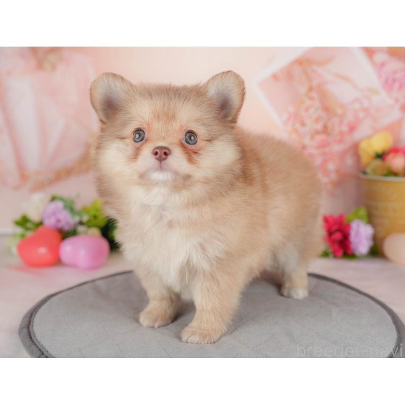 販売中の群馬県のポメチワ:ポメラニアン×チワワ-446332の7枚目