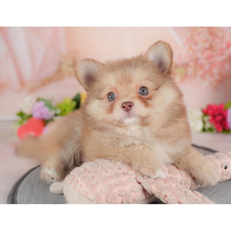 販売中の群馬県のポメチワ:ポメラニアン×チワワ-446332の6枚目