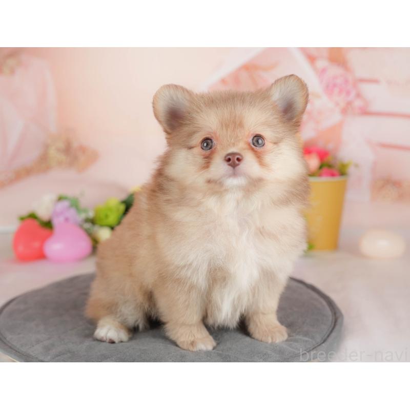 販売中の群馬県のポメチワ:ポメラニアン×チワワ-446332の5枚目