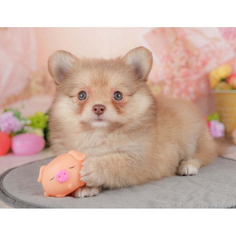 販売中の群馬県のポメチワ:ポメラニアン×チワワ-446332の4枚目