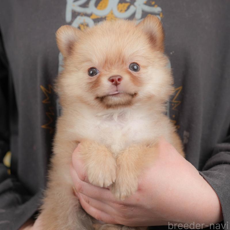 販売中の群馬県のポメチワ:ポメラニアン×チワワ-446329