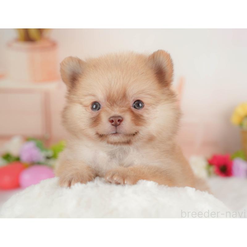 販売中の群馬県のポメチワ:ポメラニアン×チワワ-446329の9枚目