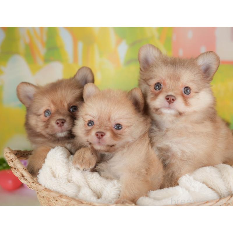 販売中の群馬県のポメチワ:ポメラニアン×チワワ-446329の8枚目