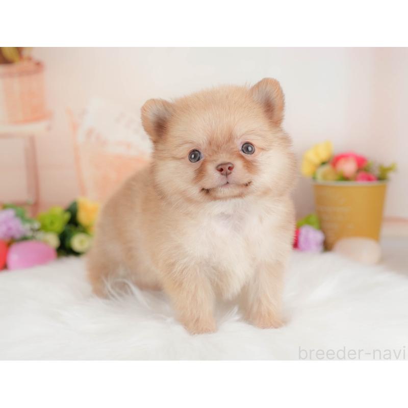 販売中の群馬県のポメチワ:ポメラニアン×チワワ-446329の7枚目