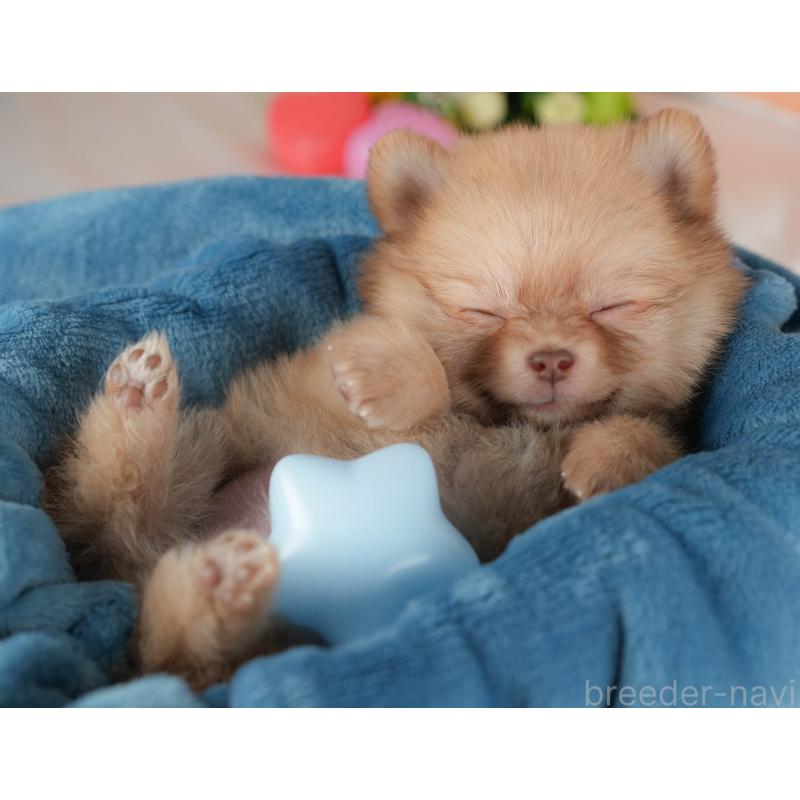 販売中の群馬県のポメチワ:ポメラニアン×チワワ-446329の6枚目