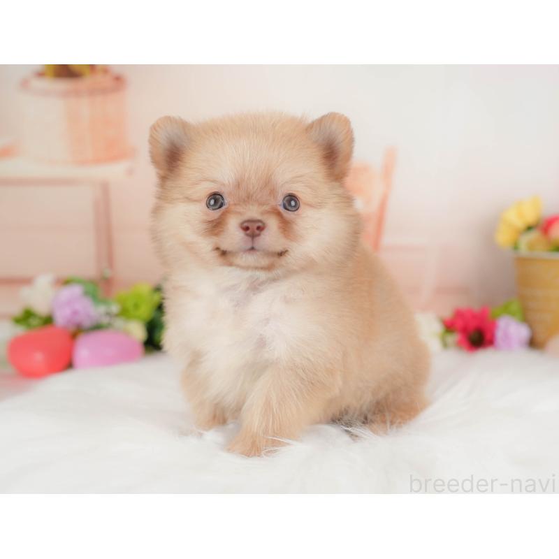 販売中の群馬県のポメチワ:ポメラニアン×チワワ-446329の5枚目