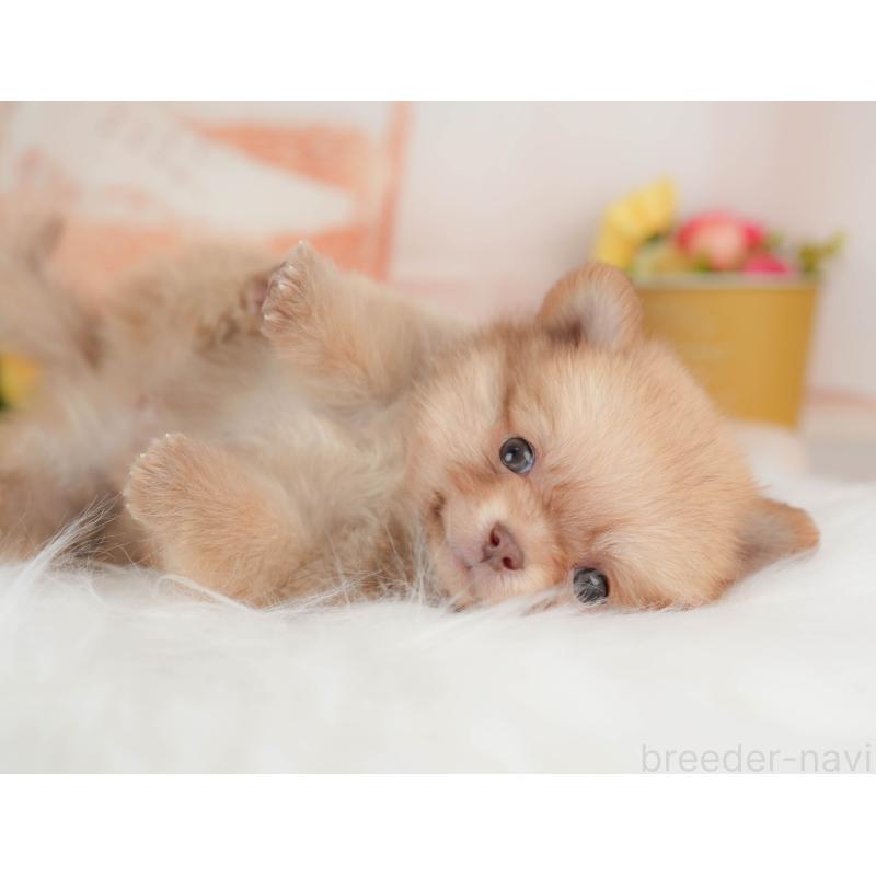 販売中の群馬県のポメチワ:ポメラニアン×チワワ-446329の4枚目