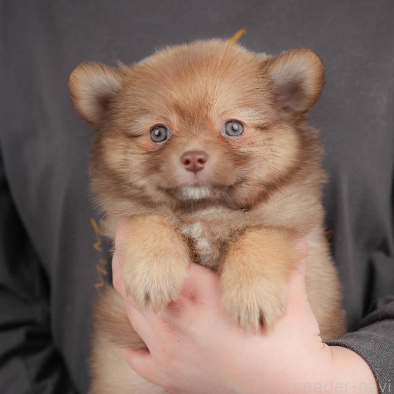 販売中の群馬県のポメチワ:ポメラニアン×チワワ-446328