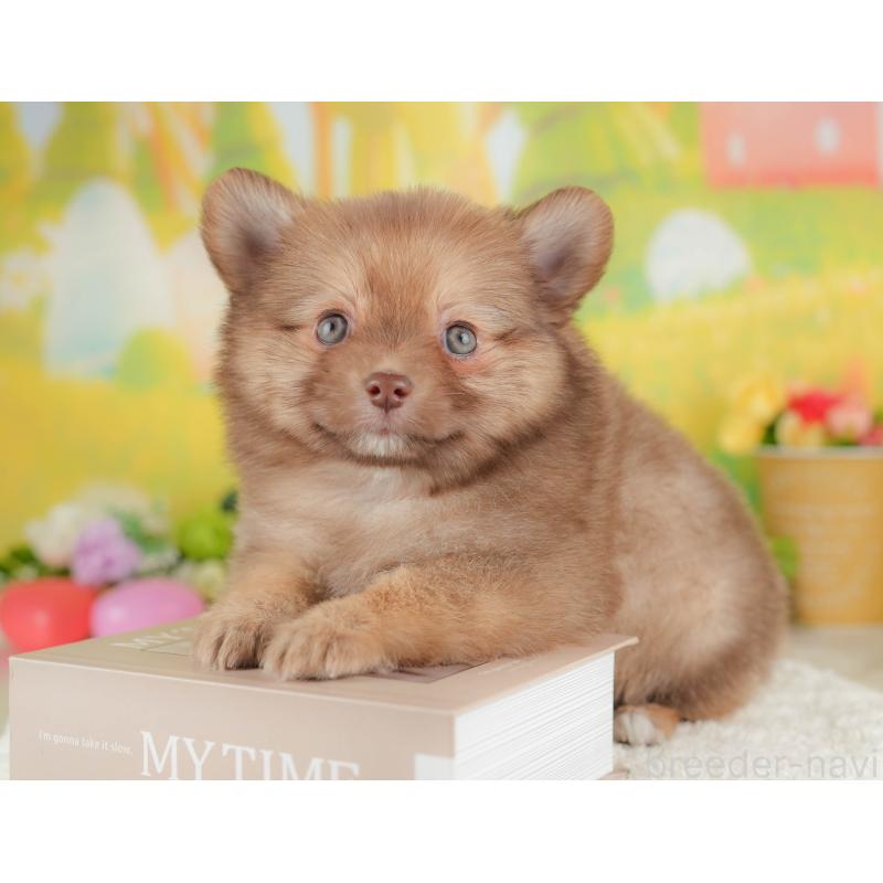 販売中の群馬県のポメチワ:ポメラニアン×チワワ-446328の7枚目