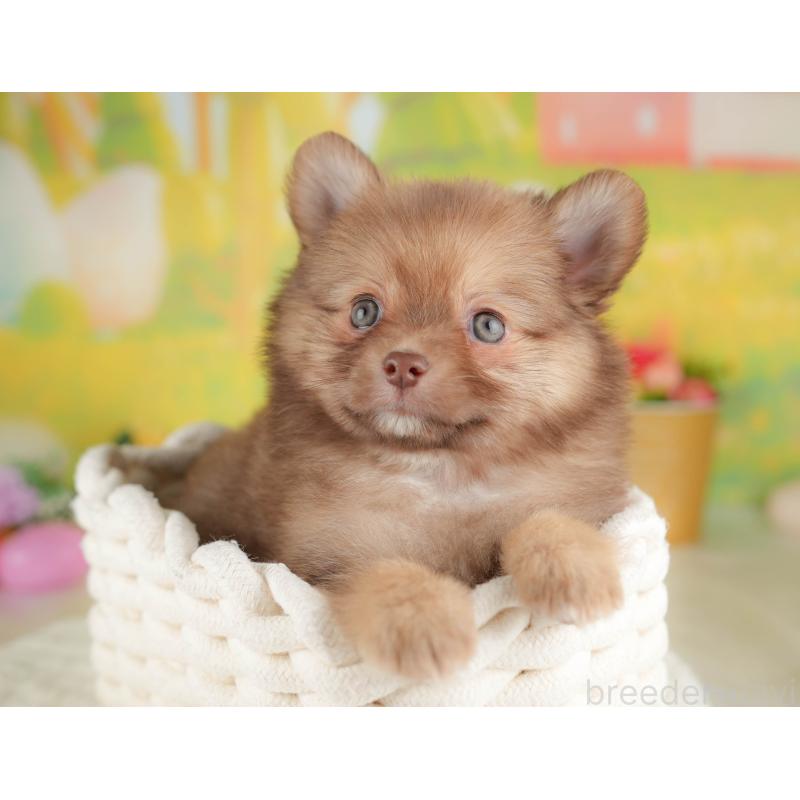 販売中の群馬県のポメチワ:ポメラニアン×チワワ-446328の6枚目