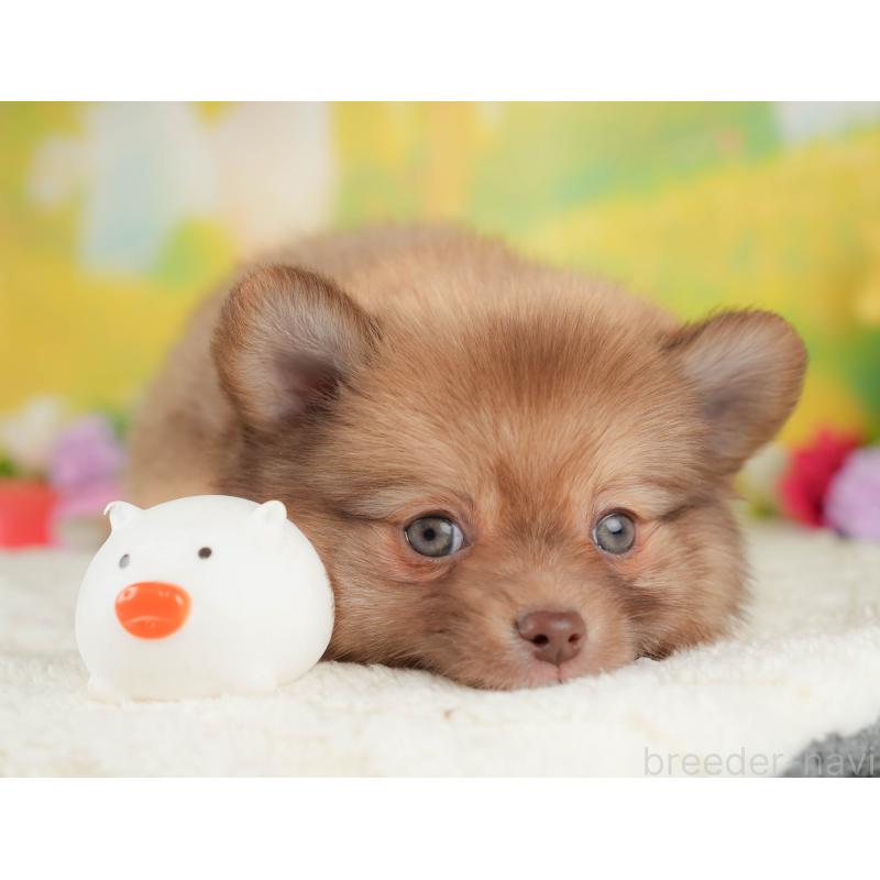 販売中の群馬県のポメチワ:ポメラニアン×チワワ-446328の5枚目