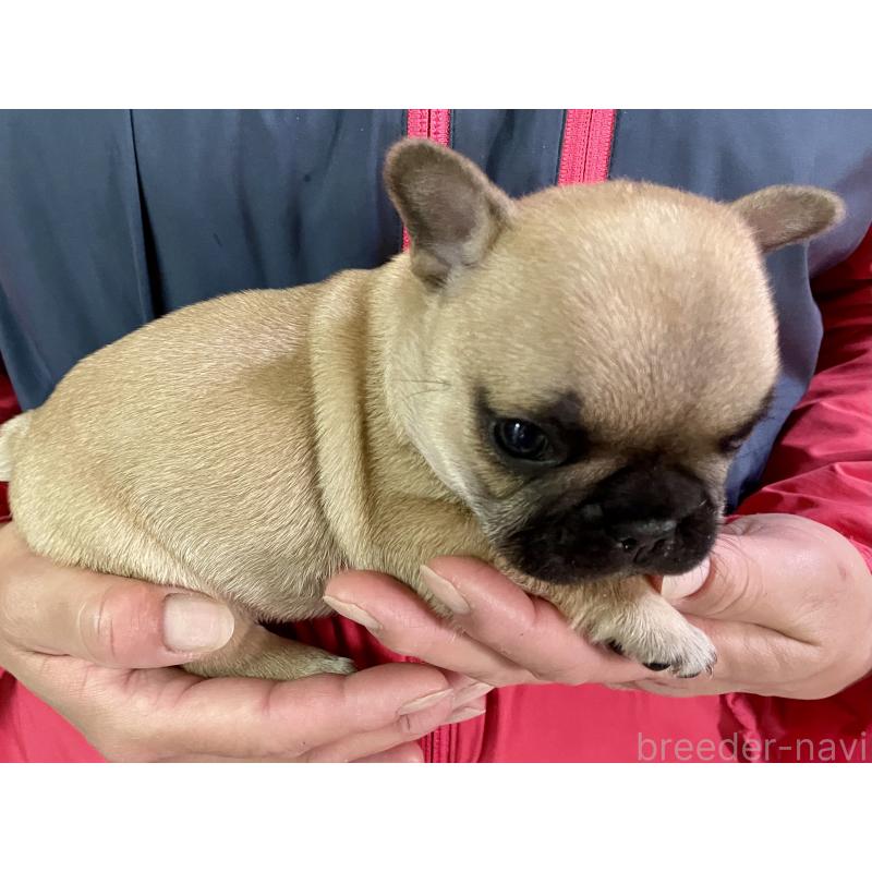 販売中の熊本県のフレンチブルドッグ-446104の3枚目