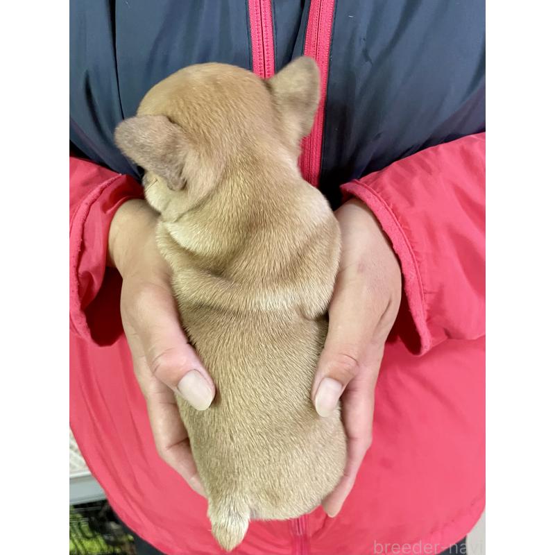 販売中の熊本県のフレンチブルドッグ-446104の2枚目