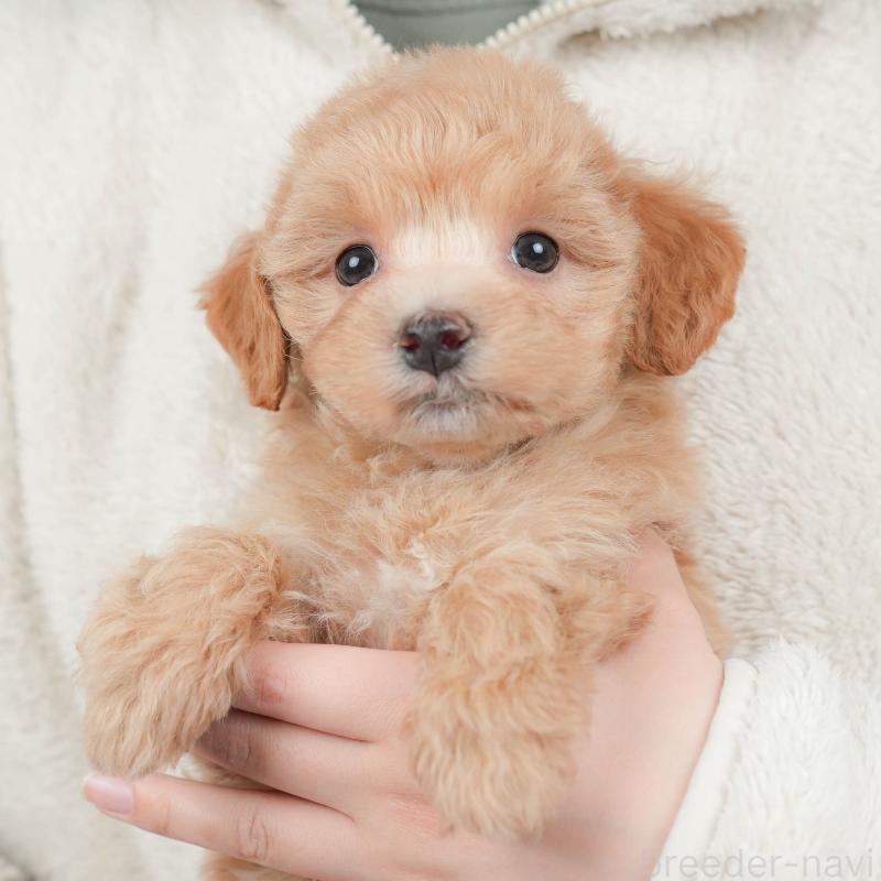 販売中の群馬県のマルプー:マルチーズ×トイプードル-446326