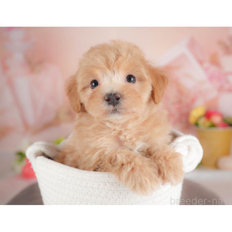 販売中の群馬県のマルプー:マルチーズ×トイプードル-446326の9枚目