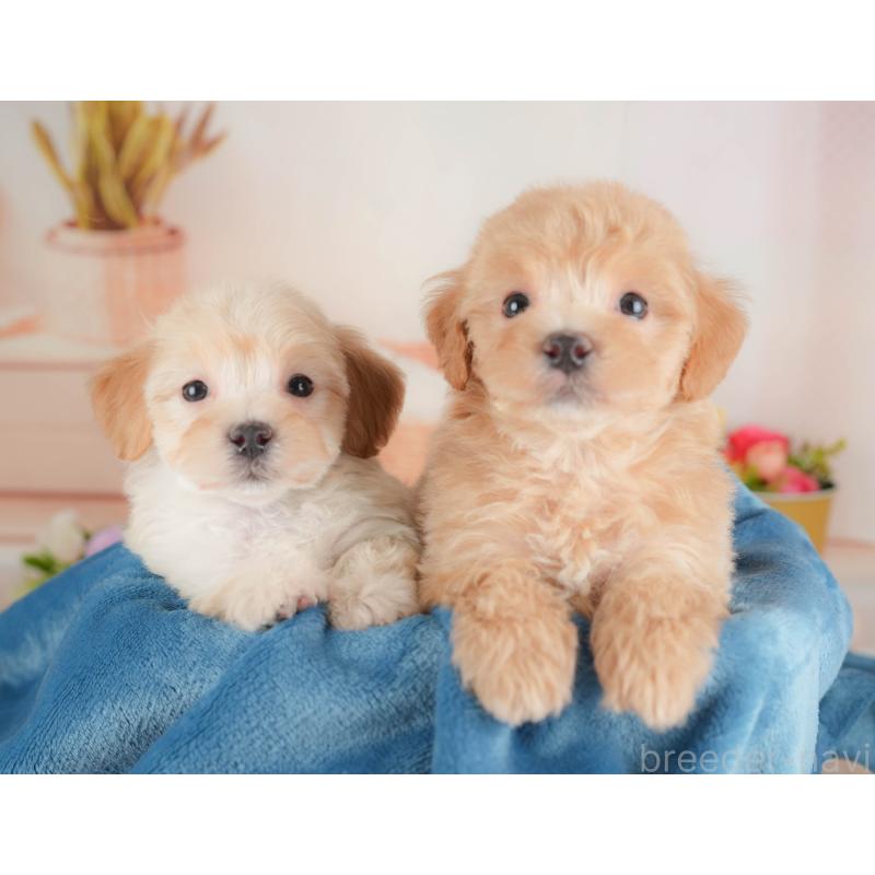 販売中の群馬県のマルプー:マルチーズ×トイプードル-446326の8枚目