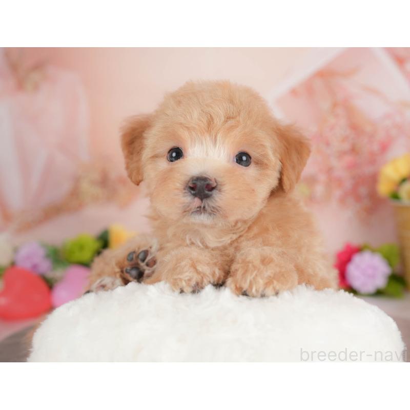 販売中の群馬県のマルプー:マルチーズ×トイプードル-446326の4枚目