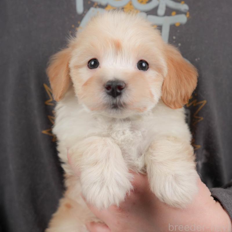 販売中の群馬県のマルプー:マルチーズ×トイプードル-446324の1枚目