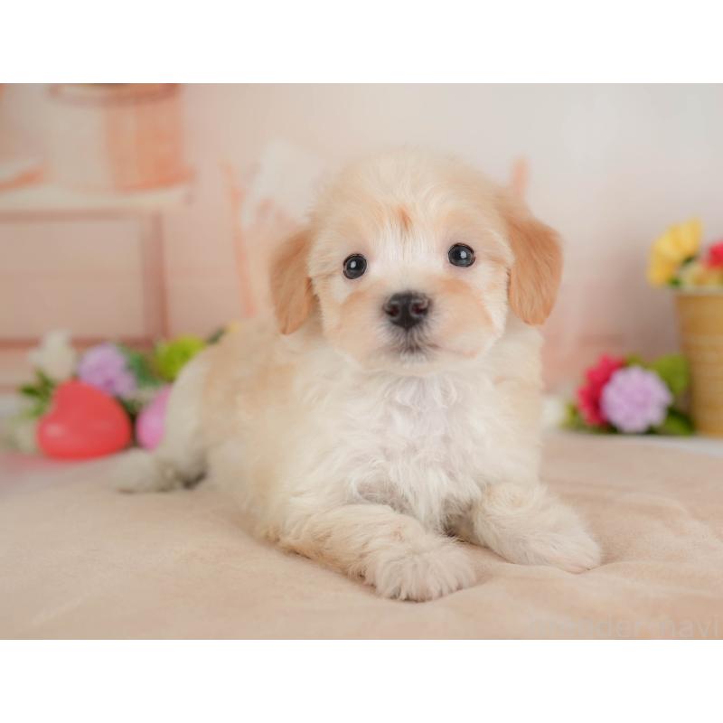 販売中の群馬県のマルプー:マルチーズ×トイプードル-446324の9枚目