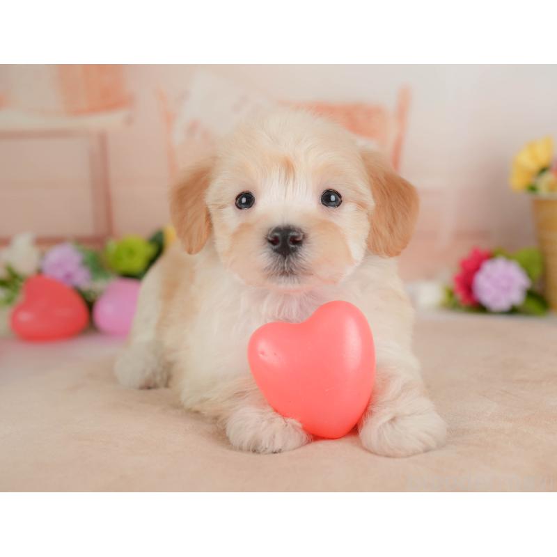 販売中の群馬県のマルプー:マルチーズ×トイプードル-446324の7枚目