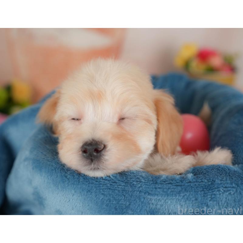 販売中の群馬県のマルプー:マルチーズ×トイプードル-446324の6枚目