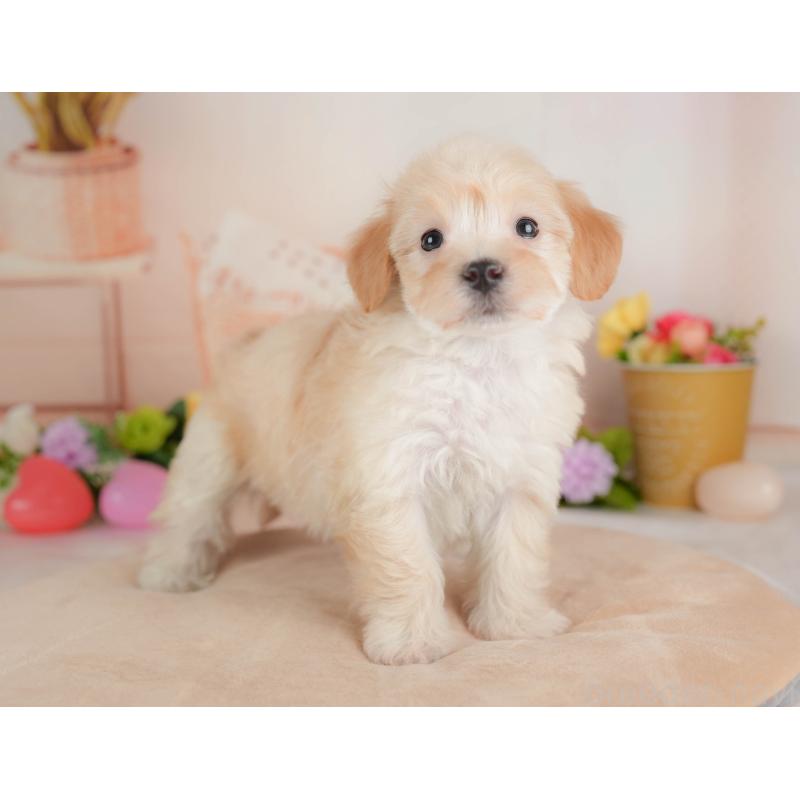 販売中の群馬県のマルプー:マルチーズ×トイプードル-446324の4枚目