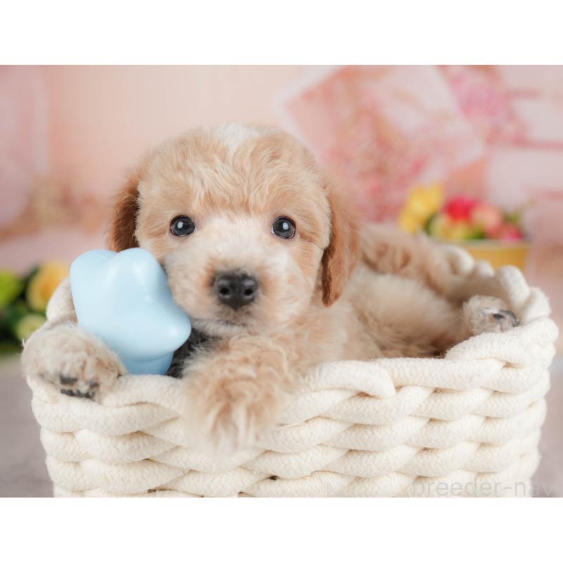 販売中の群馬県のビションプー:ビションフリーゼ×トイプードル-446321の6枚目