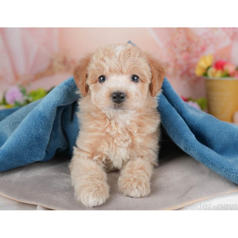 販売中の群馬県のビションプー:ビションフリーゼ×トイプードル-446321の5枚目