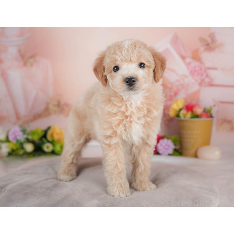 販売中の群馬県のビションプー:ビションフリーゼ×トイプードル-446321の4枚目