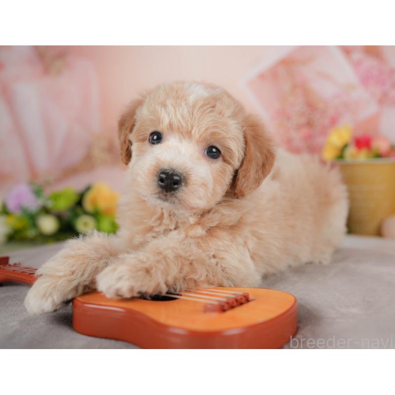 販売中の群馬県のビションプー:ビションフリーゼ×トイプードル-446321の3枚目