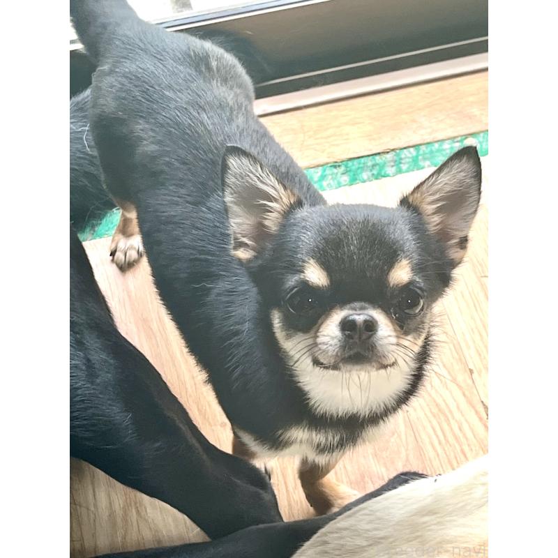 販売中の茨城県のチワワ(スムースコート)-446106の2枚目