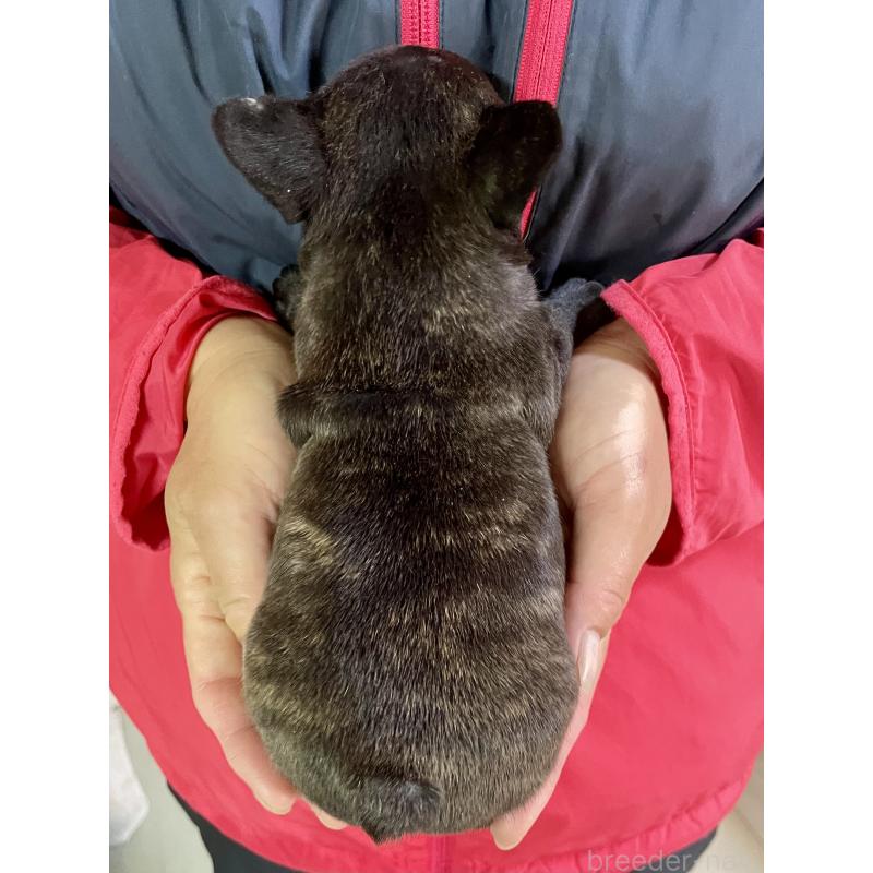 販売中の熊本県のフレンチブルドッグ-446105の3枚目